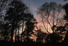 Trees Sunset by Aliza Abusch-Magder