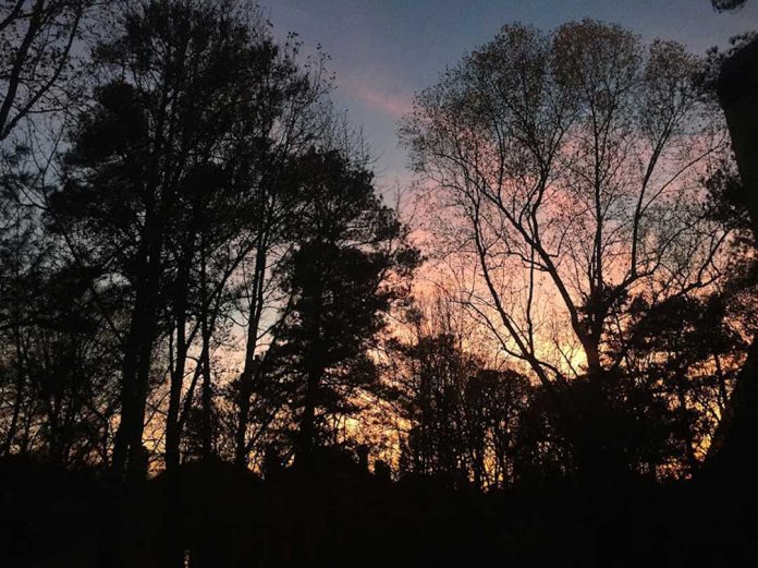 Trees Sunset by Aliza Abusch-Magder