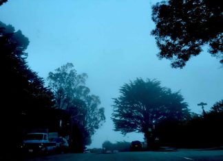 Trees & Fog - Aliza Abusch-Magder - jGirls+ Magazine