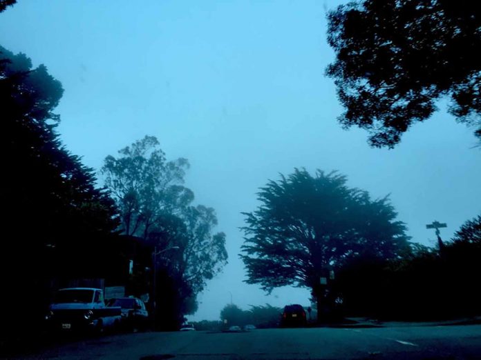 Trees & Fog - Aliza Abusch-Magder - jGirls+ Magazine