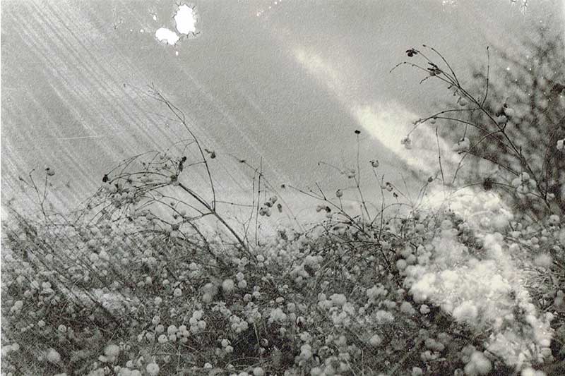 In the Wind In the Wind