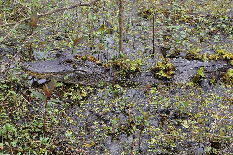 Camouflage Camouflage