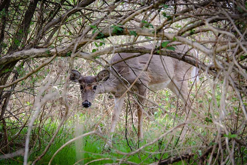 Peeking Peeking