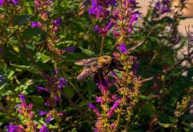 The Night Fay Forgot Bug Spray by Livvy Krakower - Photo by Marika Campbell-Blue