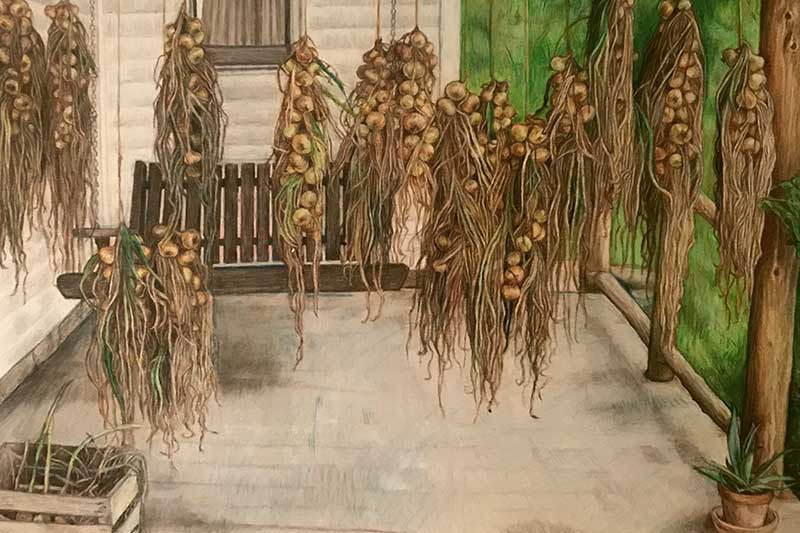 Porch Onions Porch Onions