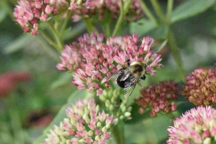 Buzzing Bees by Gabby Marshall - Photo by Hannah Rubenstein