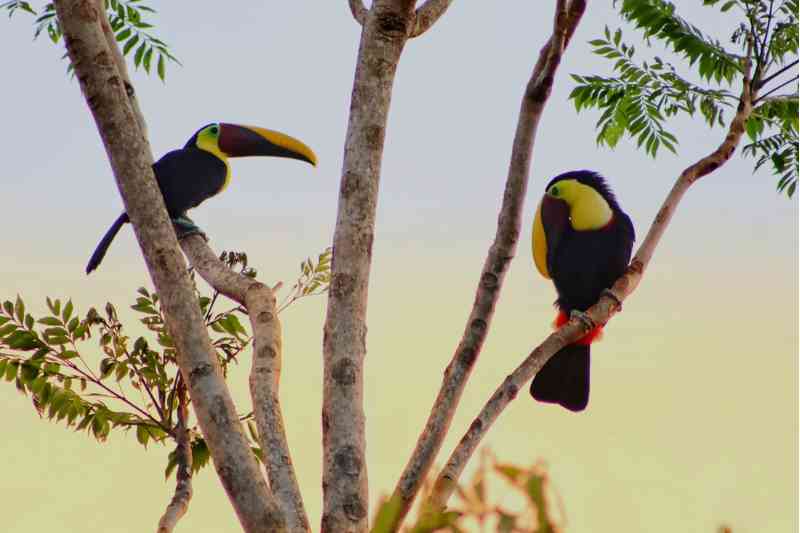 Toucans in a Tree Toucans in a Tree