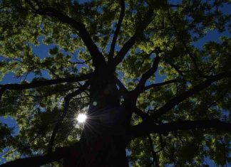 Translations by Isabel Carr - Photo Looking Up Into the Sun by Hannah Rubenstein. A photo looking up through the branches of a large tree with the sun peeking through the branches