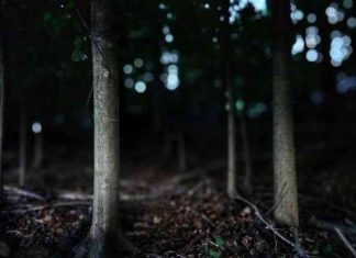 Forest-by-Gianna-Goldfarb-for-Do-Not-Compare-Me-to-a-Summers-Day-by-Rivka-Schafer