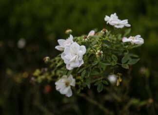 A cluster of white flowers and green leaves.