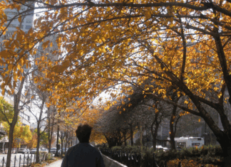 Falling An individual walking down a city sidewalk with their back to the camera looks up at overhanging tree branches covered in bright yellow leaves.