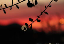 Hiding in the Light Two leafy branches silhouetted against a blurry orange sunset.
