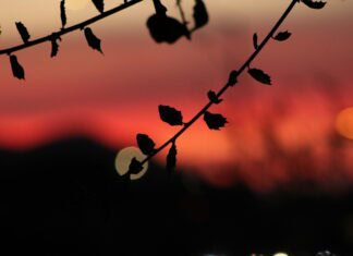 Hiding in the Light Two leafy branches silhouetted against a blurry orange sunset.
