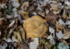 A round challah sits in a pile of brown, fallen leaves.