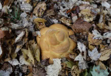A round challah sits in a pile of brown, fallen leaves.