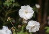 Two white flowers stand alone against blurry background.