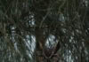 A brown owl hidden among pine boughs.