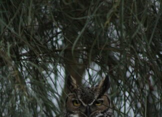 A brown owl hidden among pine boughs.
