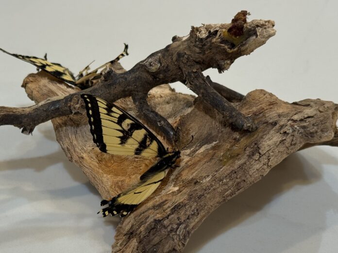 2 swallowtail butterflies positioned on a piece of wood in front of a white background.