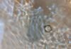 Close-up of a small silver ring in shallow water with sunlight creating wavy ripples across the water's surface