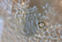 Close-up of a small silver ring in shallow water with sunlight creating wavy ripples across the water's surface