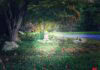 The Risk That Saved Me A soft halo of light surrounds a small statue of a child in a lush garden.